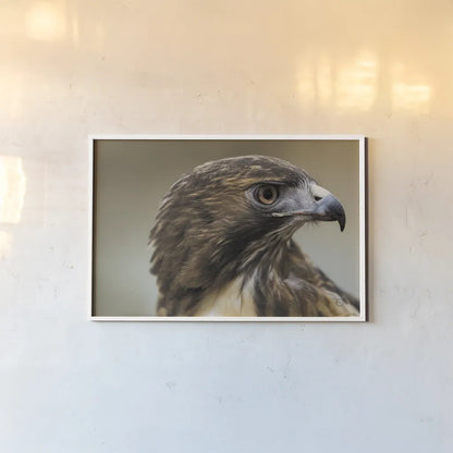 Red Tailed Hawk Profile by Nathan Larson. shown as a paper print in a white frame. Available as a archival giclee rolled canvas, fine art paper, or poster print. SKU 71174i.