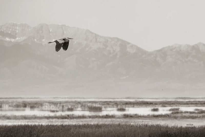 Returning to the Nest Sepia by Nathan Larson