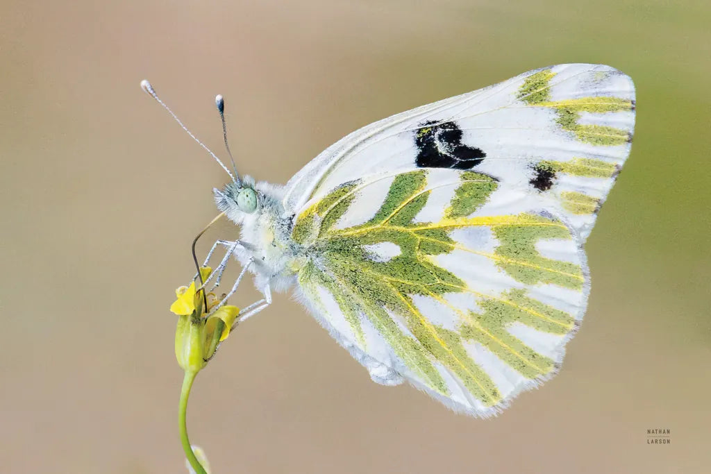 Sagebrush White by Nathan Larson. SKU 93983i. Archival Giclee Fine art print for wall decor.