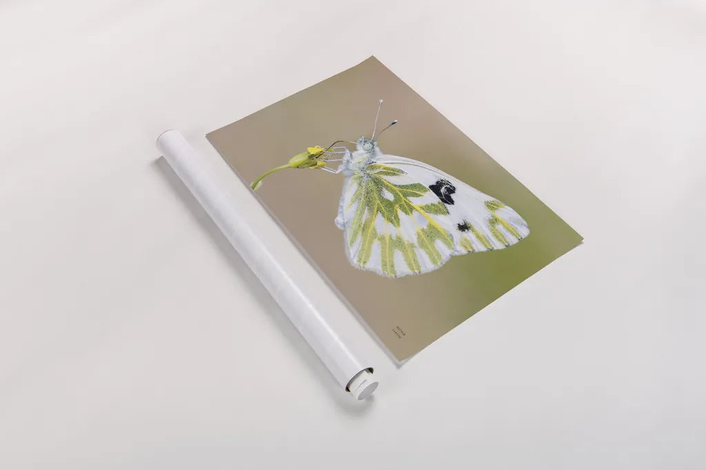 Sagebrush White by Nathan Larson. shown as a rolled paper print. Available as archival giclee rolled canvas, fine art paper, or poster print. SKU 93983i.