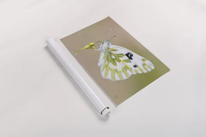 Sagebrush White by Nathan Larson. shown as a rolled paper print. Available as archival giclee rolled canvas, fine art paper, or poster print. SKU 93983i.