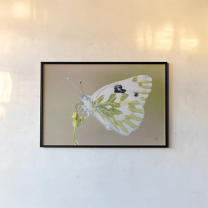 Sagebrush White by Nathan Larson. shown as a paper print in a black flame. Available as a archival giclee rolled canvas, fine art paper, or poster print. SKU 93983i.