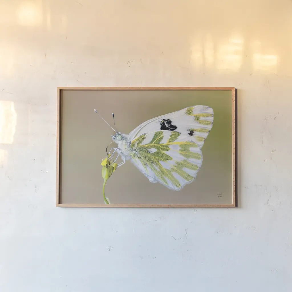 Sagebrush White by Nathan Larson. shown as a paper print in a natural frame. Available as a archival giclee rolled canvas, fine art paper, or poster print. SKU 93983i.