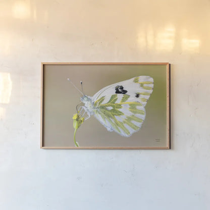 Sagebrush White by Nathan Larson. shown as a paper print in a natural frame. Available as a archival giclee rolled canvas, fine art paper, or poster print. SKU 93983i.