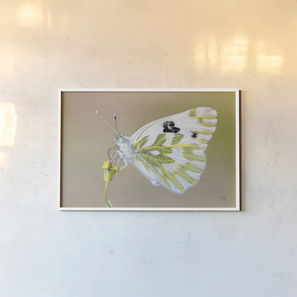 Sagebrush White by Nathan Larson. shown as a paper print in a white frame. Available as a archival giclee rolled canvas, fine art paper, or poster print. SKU 93983i.