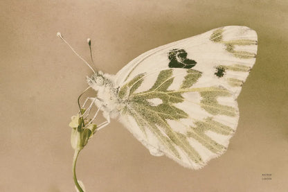 Sagebrush White by Nathan Larson. SKU 93984i. Archival Giclee Fine art print for wall decor.