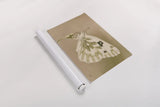 Sagebrush White by Nathan Larson. shown as a rolled paper print. Available as archival giclee rolled canvas, fine art paper, or poster print. SKU 93984i.
