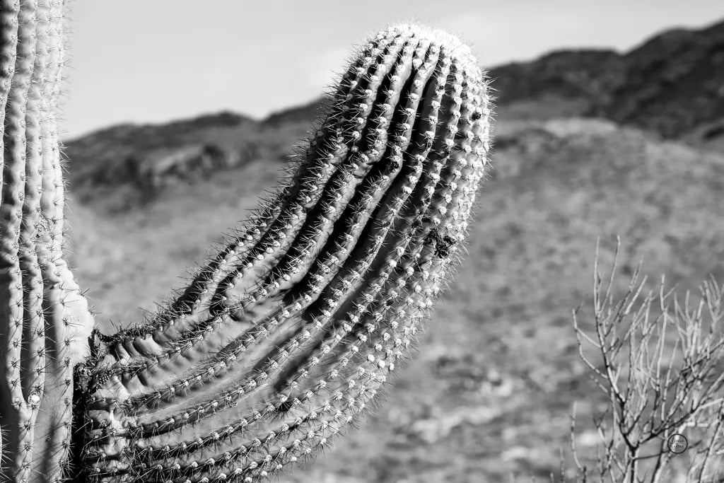 Saguaro by Nathan Larson. SKU 72034i. Archival Giclee Fine art print for wall decor.