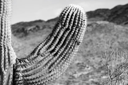 Saguaro by Nathan Larson. SKU 72034i. Archival Giclee Fine art print for wall decor.