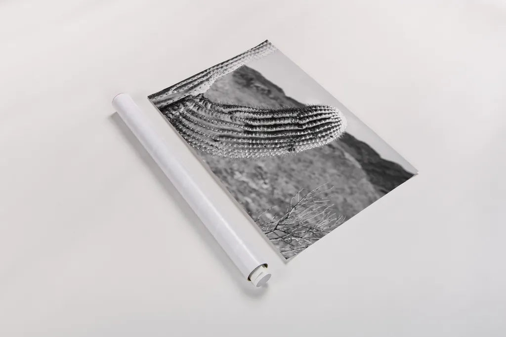 Saguaro by Nathan Larson. shown as a rolled paper print. Available as archival giclee rolled canvas, fine art paper, or poster print. SKU 72034i.