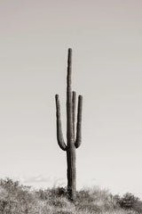 Saguaro Afternoon by Nathan Larson. SKU 90441h. Archival Giclee Fine art print for wall decor.
