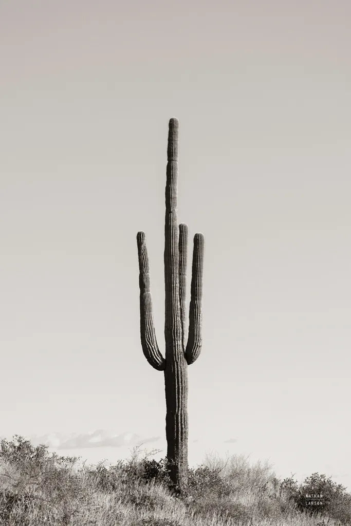 Saguaro Afternoon by Nathan Larson. SKU 90441h. Archival Giclee Fine art print for wall decor.
