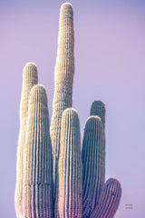 Saguaro Purple Pastel by Nathan Larson. SKU 97578h. Archival Giclee Fine art print for wall decor.