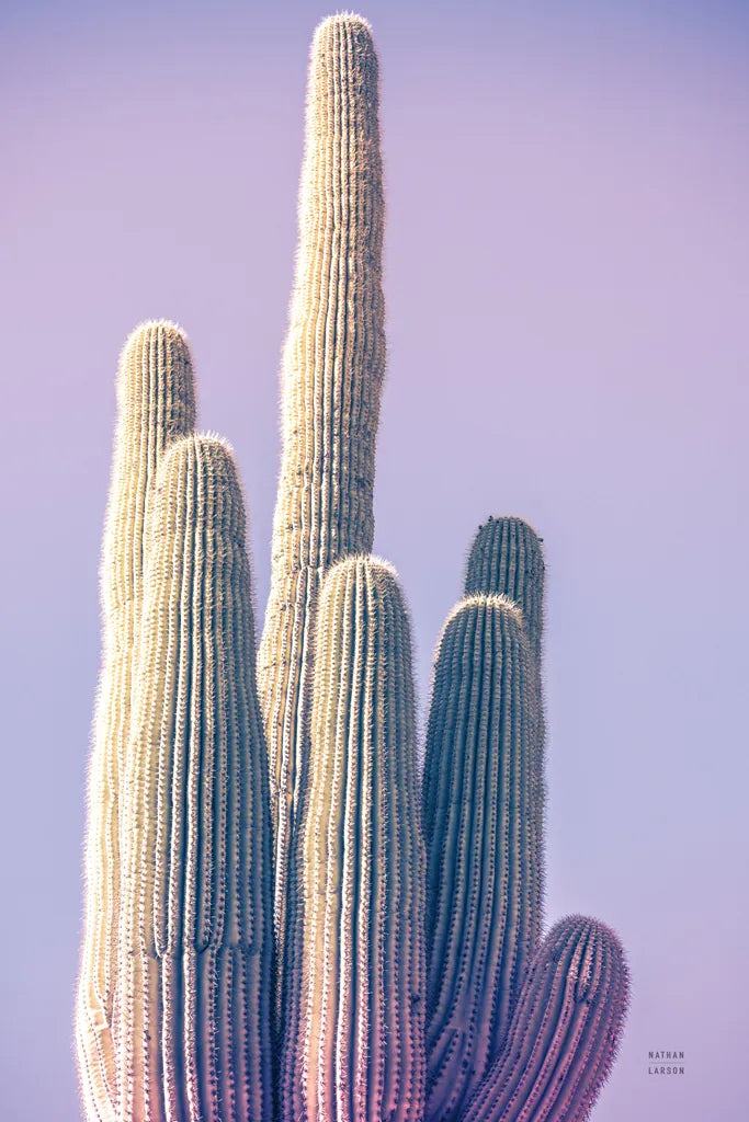 Saguaro Purple Pastel by Nathan Larson. SKU 97578h. Archival Giclee Fine art print for wall decor.