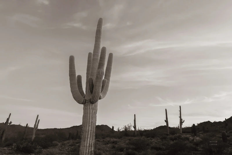 Saguaro Stand by Nathan Larson