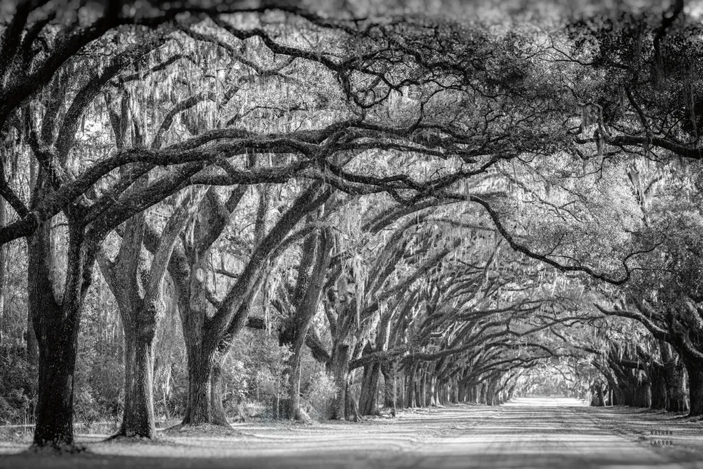 Savannah Lane by Nathan Larson. SKU 97952i. Archival Giclee Fine art print for wall decor.