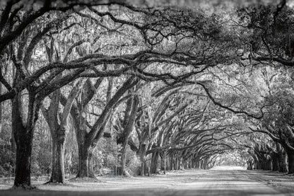 Savannah Lane by Nathan Larson. SKU 97952i. Archival Giclee Fine art print for wall decor.