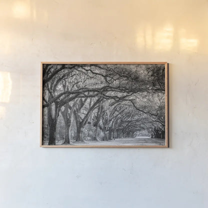 Savannah Lane by Nathan Larson. shown as a paper print in a natural frame. Available as a archival giclee rolled canvas, fine art paper, or poster print. SKU 97952i.