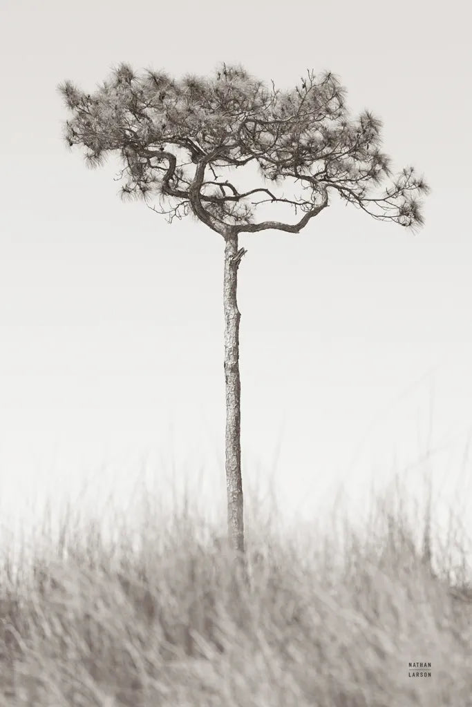 Secluded I by Nathan Larson. SKU 101663h. Archival Giclee Fine art print for wall decor.