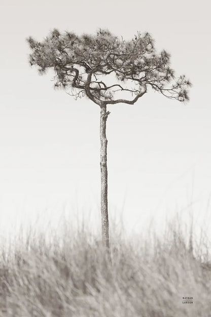 Secluded I by Nathan Larson. SKU 101663h. Archival Giclee Fine art print for wall decor.