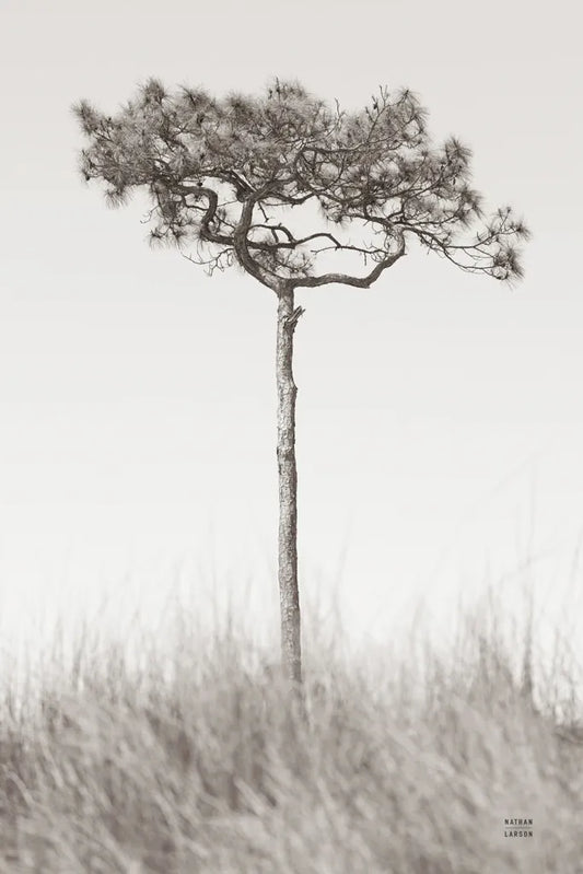 Secluded I by Nathan Larson. SKU 101663h. Archival Giclee Fine art print for wall decor.