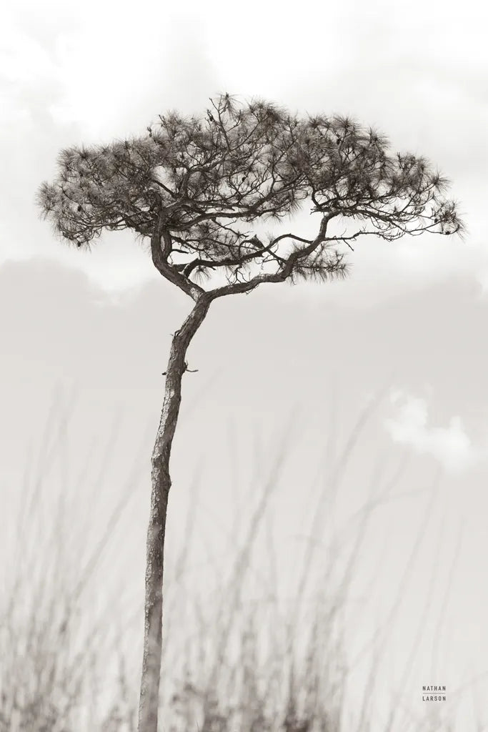 Secluded II by Nathan Larson. SKU 101664h. Archival Giclee Fine art print for wall decor.