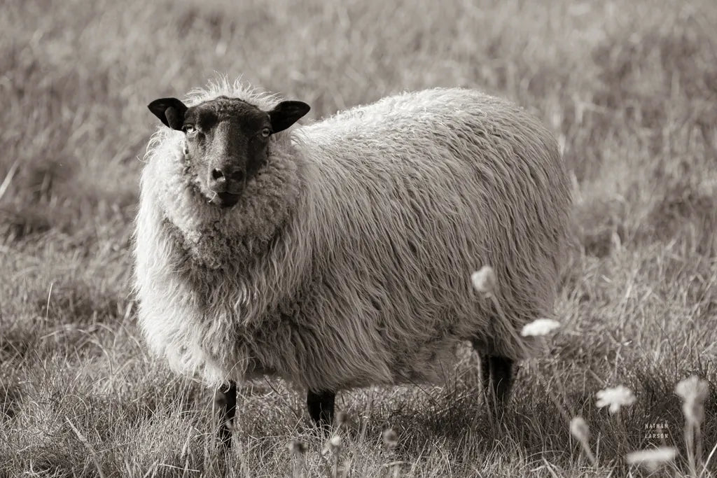 Sepia Sheep by Nathan Larson. SKU 79107i. Archival Giclee Fine art print for wall decor.