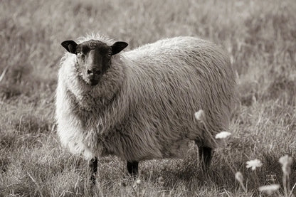 Sepia Sheep by Nathan Larson. SKU 79107i. Archival Giclee Fine art print for wall decor.