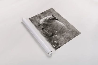 Sepia Sheep by Nathan Larson. shown as a rolled paper print. Available as archival giclee rolled canvas, fine art paper, or poster print. SKU 79107i.