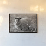 Sepia Sheep by Nathan Larson. shown as a paper print in a black flame. Available as a archival giclee rolled canvas, fine art paper, or poster print. SKU 79107i.