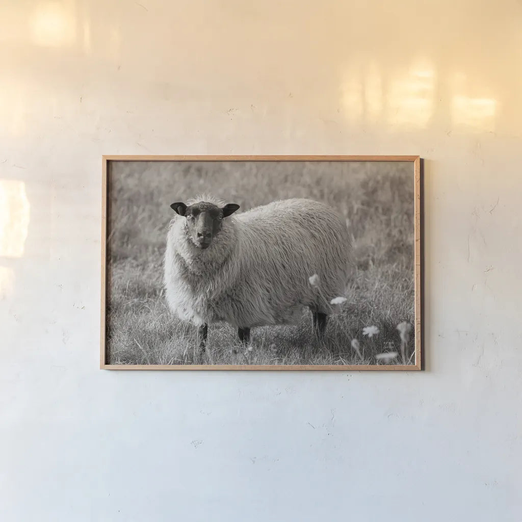 Sepia Sheep by Nathan Larson. shown as a paper print in a natural frame. Available as a archival giclee rolled canvas, fine art paper, or poster print. SKU 79107i.