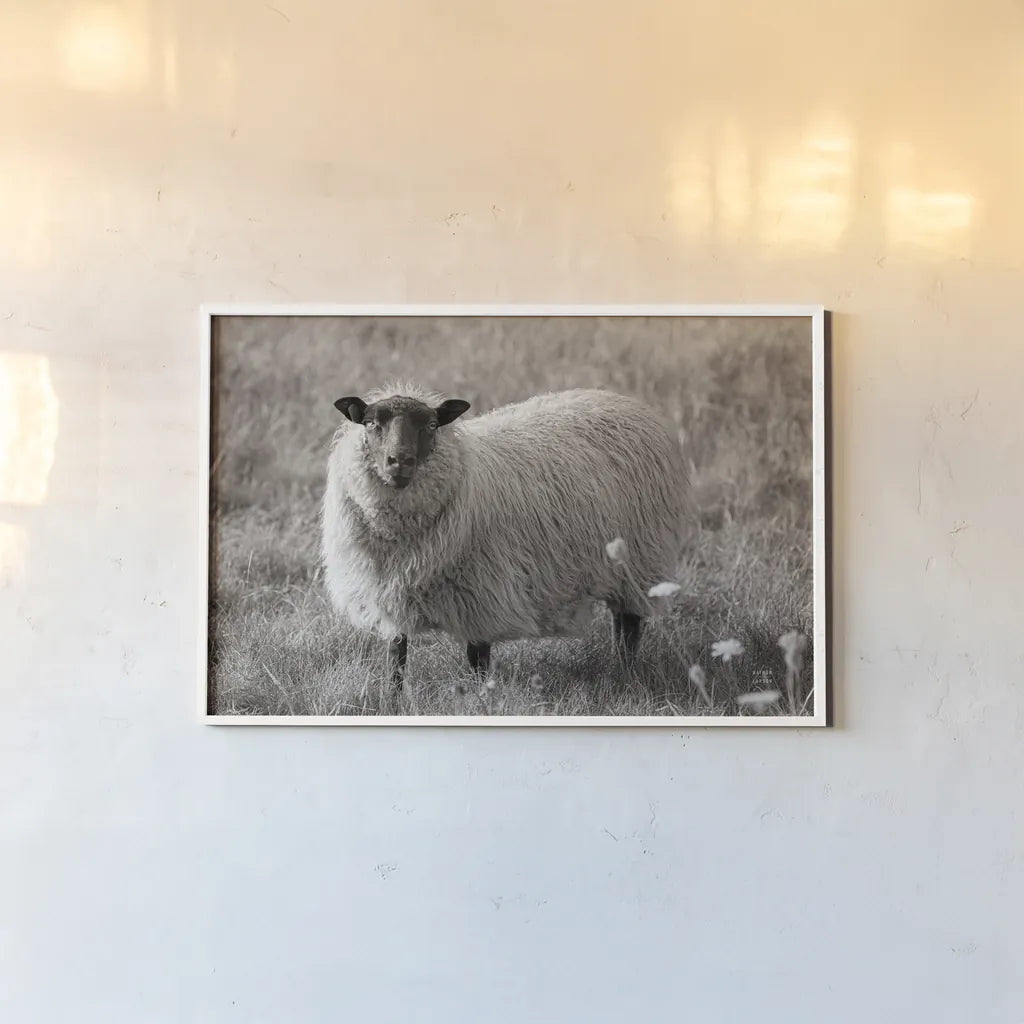 Sepia Sheep by Nathan Larson. shown as a paper print in a white frame. Available as a archival giclee rolled canvas, fine art paper, or poster print. SKU 79107i.