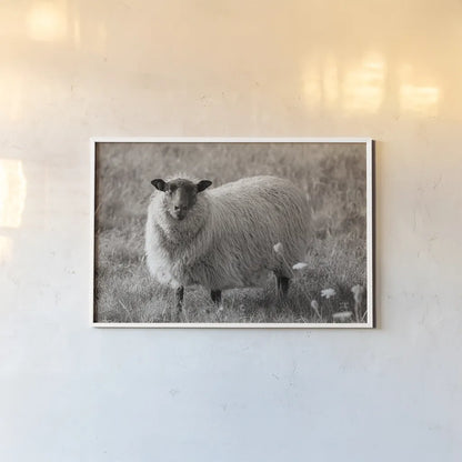 Sepia Sheep by Nathan Larson. shown as a paper print in a white frame. Available as a archival giclee rolled canvas, fine art paper, or poster print. SKU 79107i.