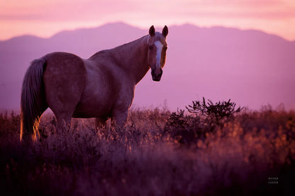 Sharing a Sunset by Nathan Larson. SKU 94127i. Archival Giclee Fine art print for wall decor.