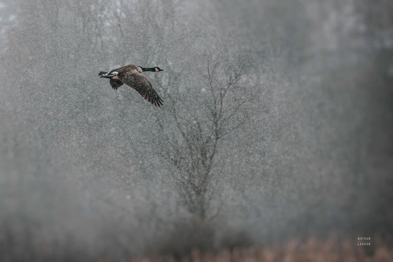 Snow Flight by Nathan Larson