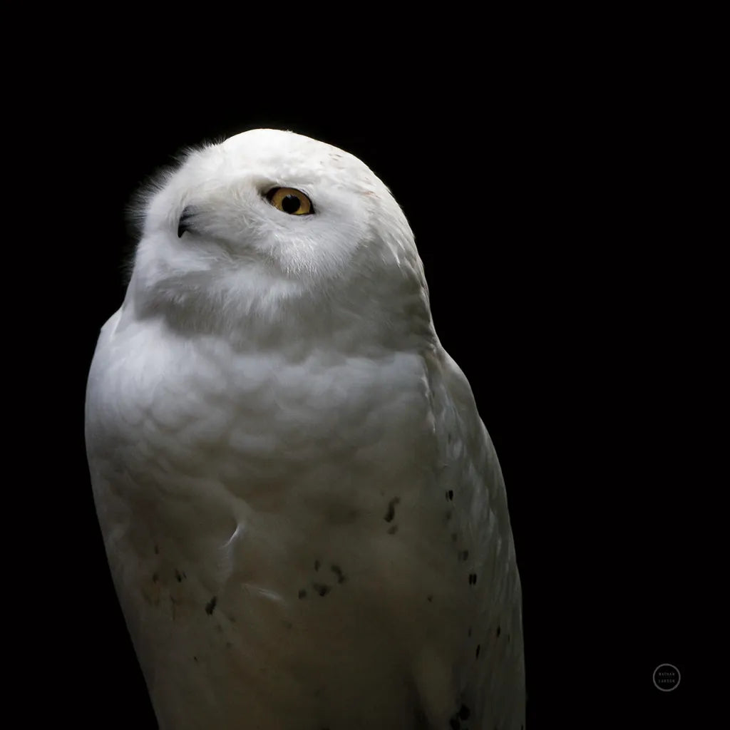 Snowy Owl Looks to the Sun by Nathan Larson. SKU 70276a. Archival Giclee Fine art print for wall decor.