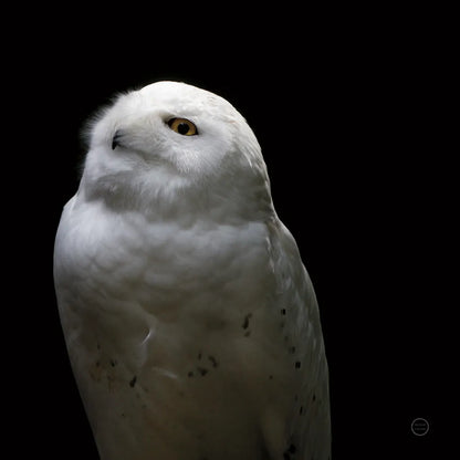 Snowy Owl Looks to the Sun by Nathan Larson. SKU 70276a. Archival Giclee Fine art print for wall decor.