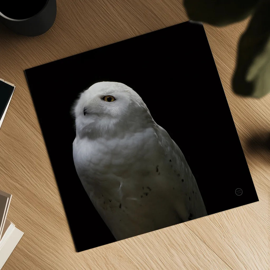 Snowy Owl Looks to the Sun by Nathan Larson. Shown as a detailed flat fine art print, highlighting archival giclee quality. Available as an archival giclee rolled canvas, fine art paper, or poster print. SKU 70276a.