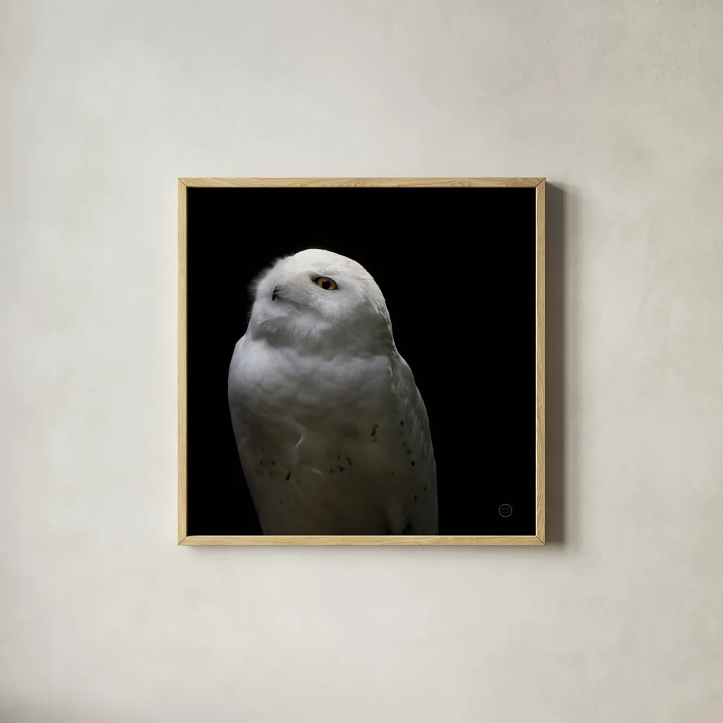 Snowy Owl Looks to the Sun by Nathan Larson. Shown in a natural wood glass frame for a timeless modern aesthetic. Available as an archival giclee rolled canvas, fine art paper, or poster print. SKU 70276a.