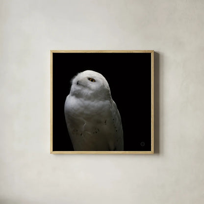 Snowy Owl Looks to the Sun by Nathan Larson. Shown in a natural wood glass frame for a timeless modern aesthetic. Available as an archival giclee rolled canvas, fine art paper, or poster print. SKU 70276a.