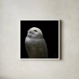 Snowy Owl Looks to the Sun by Nathan Larson. Shown in a crisp white glass frame for a clean and minimalist style. Available as an archival giclee rolled canvas, fine art paper, or poster print. SKU 70276a.