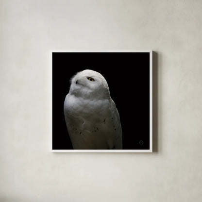Snowy Owl Looks to the Sun by Nathan Larson. Shown in a crisp white glass frame for a clean and minimalist style. Available as an archival giclee rolled canvas, fine art paper, or poster print. SKU 70276a.