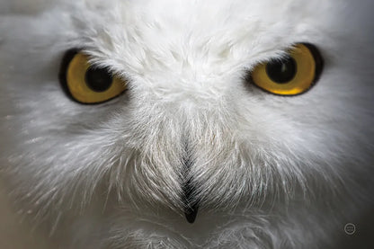 Snowy Owl Stare by Nathan Larson. SKU 75479i. Archival Giclee Fine art print for wall decor.