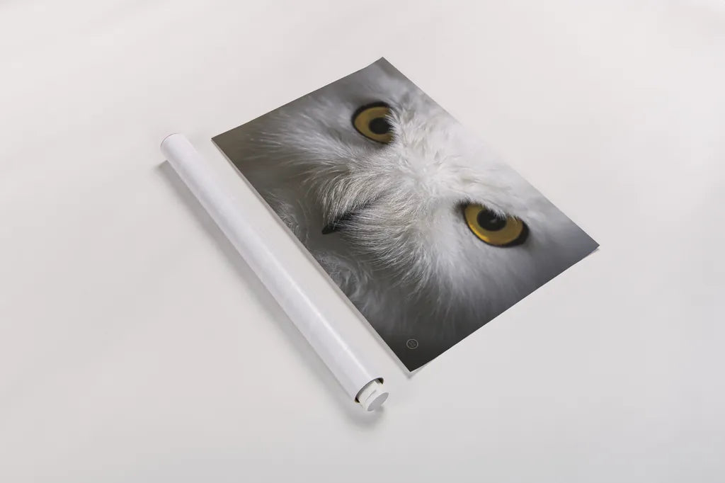 Snowy Owl Stare by Nathan Larson. shown as a rolled paper print. Available as archival giclee rolled canvas, fine art paper, or poster print. SKU 75479i.
