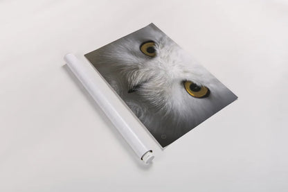 Snowy Owl Stare by Nathan Larson. shown as a rolled paper print. Available as archival giclee rolled canvas, fine art paper, or poster print. SKU 75479i.