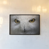 Snowy Owl Stare by Nathan Larson. shown as a paper print in a black flame. Available as a archival giclee rolled canvas, fine art paper, or poster print. SKU 75479i.