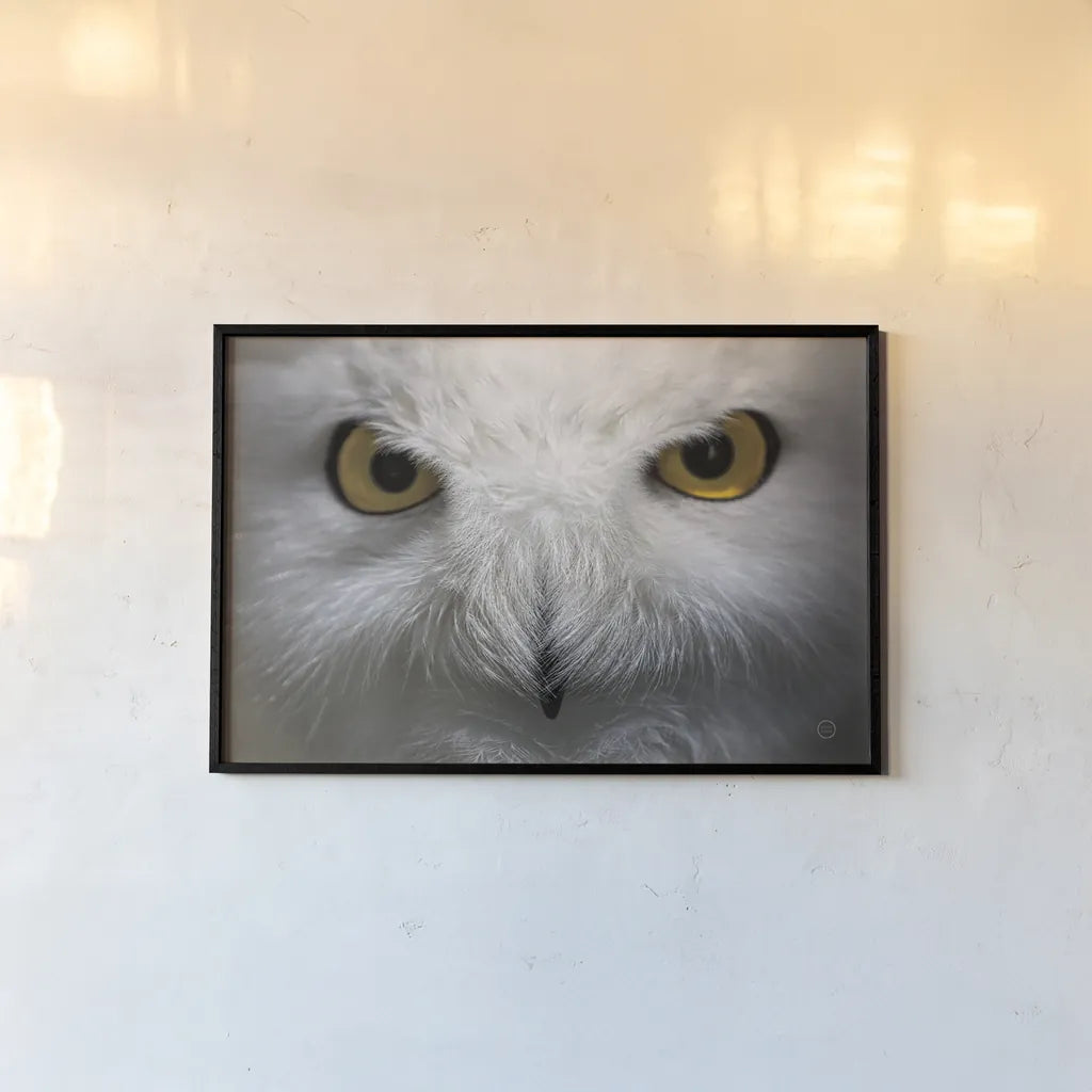 Snowy Owl Stare by Nathan Larson. shown as a paper print in a black flame. Available as a archival giclee rolled canvas, fine art paper, or poster print. SKU 75479i.