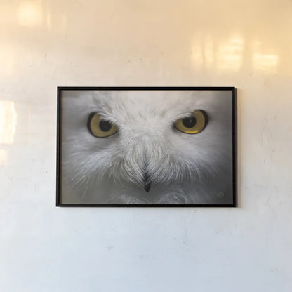 Snowy Owl Stare by Nathan Larson. shown as a paper print in a black flame. Available as a archival giclee rolled canvas, fine art paper, or poster print. SKU 75479i.