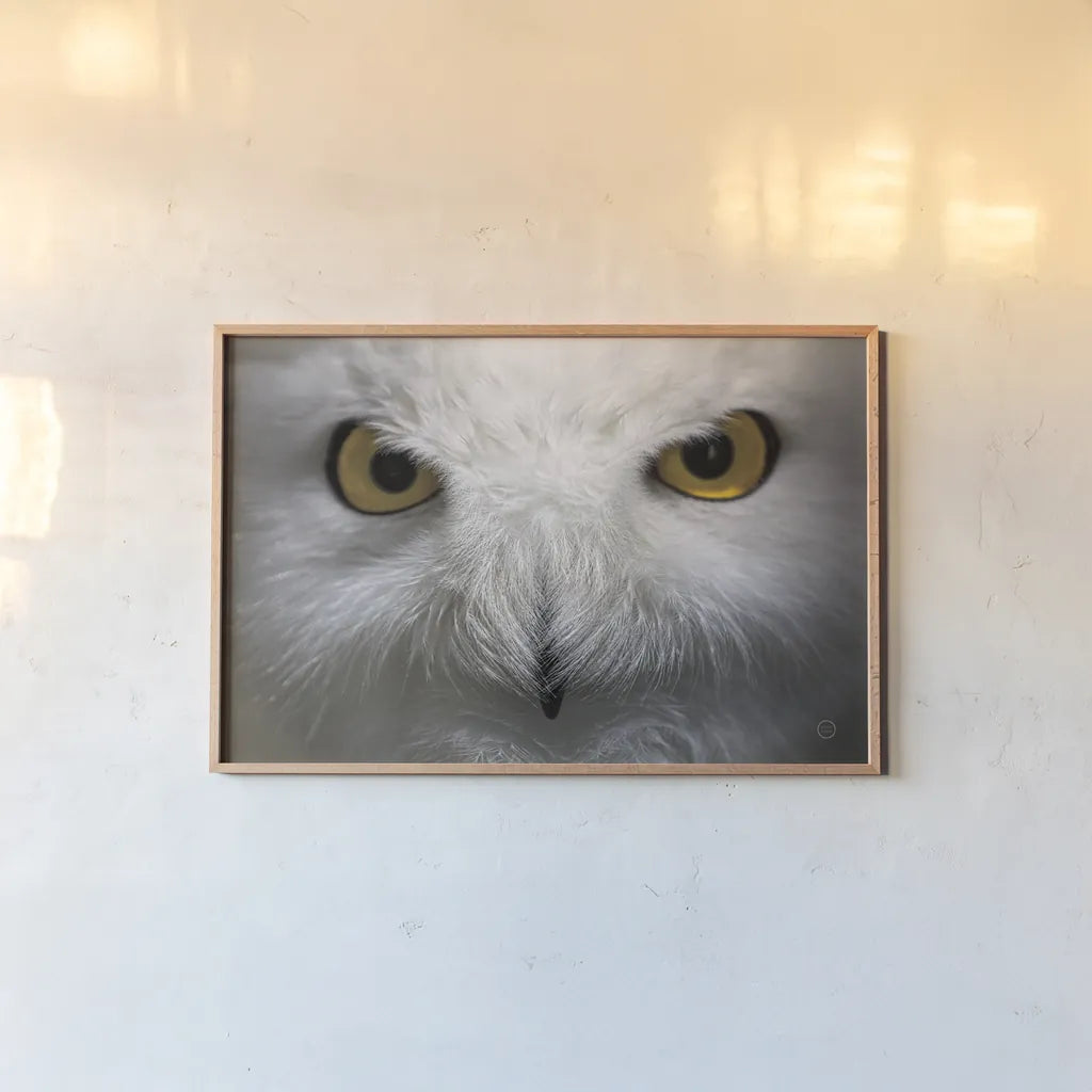 Snowy Owl Stare by Nathan Larson. shown as a paper print in a natural frame. Available as a archival giclee rolled canvas, fine art paper, or poster print. SKU 75479i.
