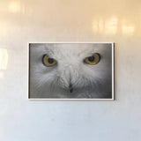 Snowy Owl Stare by Nathan Larson. shown as a paper print in a white frame. Available as a archival giclee rolled canvas, fine art paper, or poster print. SKU 75479i.